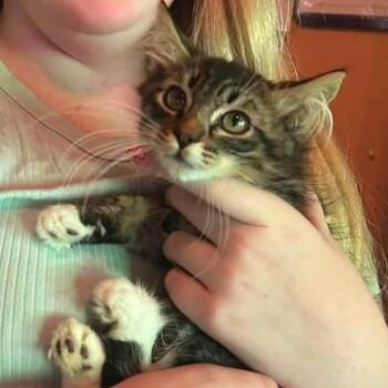 Cactus -  Domestic Short Hair Cat for Adoption in Veneta, Oregon - Cactus | PetCurious