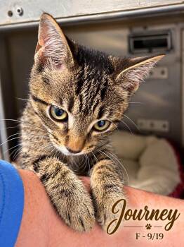 Journey -  Domestic Short Hair Cat for Adoption in Loogootee, Indiana - Journey | PetCurious