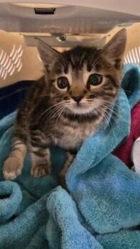 JERRY -  Domestic Short Hair Cat for Adoption in Rancho Cucamonga, California - JERRY | PetCurious
