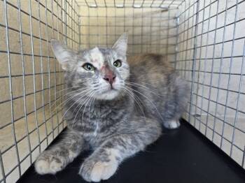 Rescue Domestic Short Hair Cats for Adoption in Orlando, Florida - A582634 | PetCurious