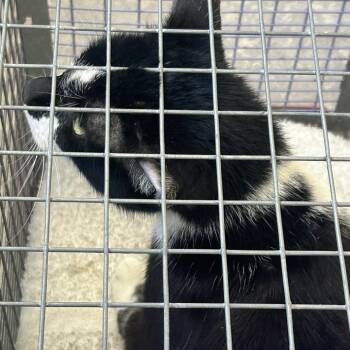 Domestic Short Hair Cats Available for Adoption - Ava | PetCurious