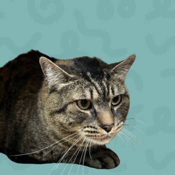 Bud -  Domestic Short Hair Cat for Adoption in Reno, Nevada - Bud | PetCurious