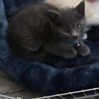 Domestic Short Hair Cats Available for Adoption in Lakewood, California - Chip | PetCurious