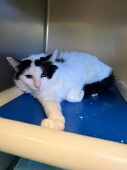 Spekz -  Domestic Short Hair Cat for Adoption in Amherst, Virginia - Spekz | PetCurious