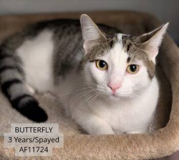 Butterfly -  Domestic Short Hair Cat for Adoption - Butterfly | PetCurious