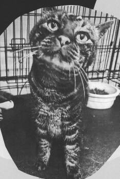 Zelda (Bonded with Audrey) -  Domestic Short Hair Cat for Adoption in Pittsboro, North Carolina - Zelda (Bonded With Audrey) | PetCurious
