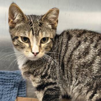 Prosecco -  Domestic Short Hair Cat for Adoption in East Hanover, New Jersey - Prosecco | PetCurious