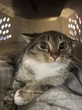 Domestic Short Hair Cats Available for Adoption in Montreal, Quebec - Emilio | PetCurious
