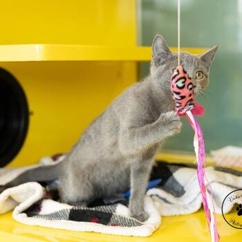 Greta -  Domestic Short Hair Cat for Adoption in Abilene, Texas - Greta | PetCurious