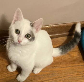 Rescue Domestic Short Hair Cats for Adoption in Columbus, Minnesota - Cooper | PetCurious