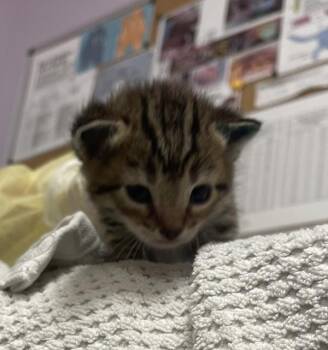 Scarlet -  Domestic Short Hair Cat for Adoption in Vancouver, Washington - Scarlet | PetCurious