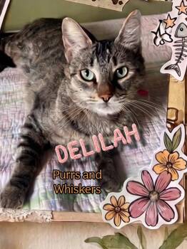 Delilah -  Domestic Short Hair Cat for Adoption in New Hartford, New York - Delilah | PetCurious
