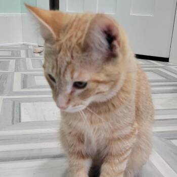 Georgie -  Domestic Short Hair Cat for Adoption in Coos Bay, Oregon - Georgie | PetCurious