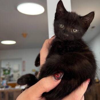 Domestic Short Hair Cats Available for Adoption in Chico, California - GISELLE | PetCurious