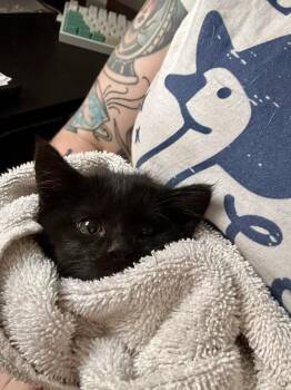 Remy -  Domestic Short Hair Cat for Adoption in Sedalia, Colorado - Remy | PetCurious