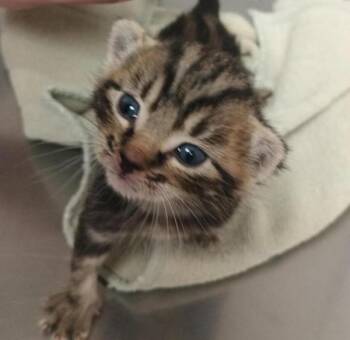 Groot -  Domestic Short Hair Cat for Adoption in Vancouver, Washington - Groot | PetCurious