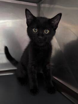 Anahu -  Domestic Short Hair Cat for Adoption in Fort Lupton, Colorado - Anahu | PetCurious