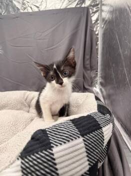 BUTTERCUP -  Domestic Short Hair Cat for Adoption in Grovetown, Georgia - BUTTERCUP | PetCurious