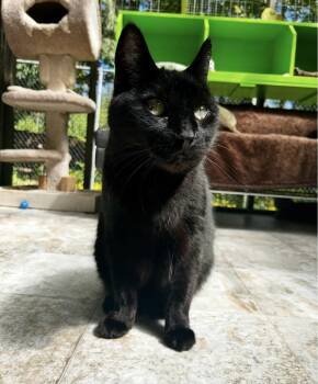 Chex -  Domestic Short Hair Cat for Adoption in Maple Ridge, British Columbia - Chex | PetCurious
