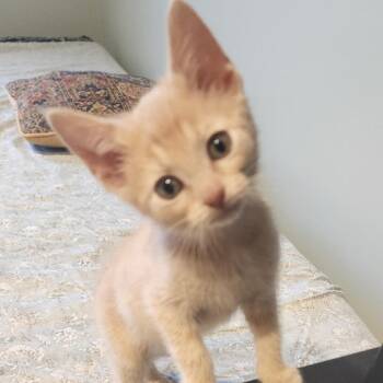 American Bobtail and Domestic Short Hair Cats Available for Adoption in Carmel, Indiana - Valentine --i Am A Bobtail! | PetCurious