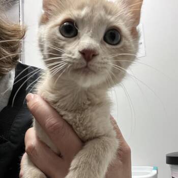 Lemon -  Domestic Short Hair Cat for Adoption in Oneonta, New York - Lemon | PetCurious