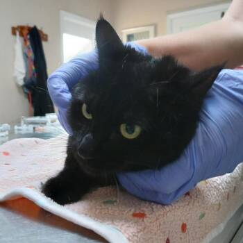 Serenity -  Domestic Short Hair Cat for Adoption in Kanab, Utah - Serenity | PetCurious