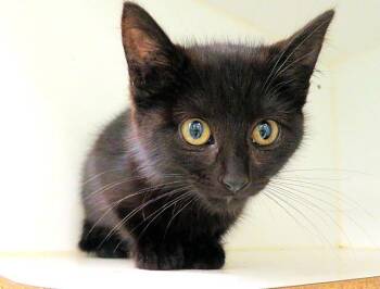 Domestic Short Hair Cats Available for Adoption in Oklahoma City, Oklahoma - BUG | PetCurious