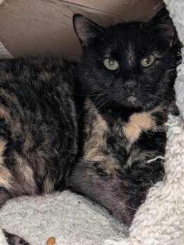 Domestic Short Hair Cats Available for Adoption - Klompen | PetCurious