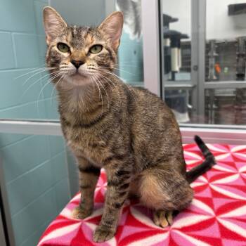 Rescue Domestic Short Hair Cats for Adoption in Corpus Christi, Texas - Zina | PetCurious