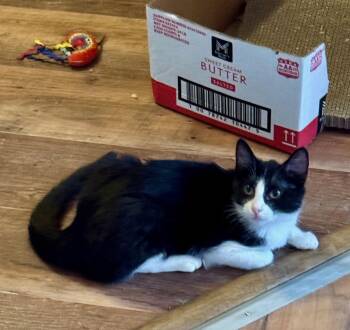 Domestic Short Hair and Tuxedo Cats Available for Adoption - Tucker | PetCurious