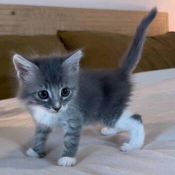 Domestic Medium Hair Cats Available for Adoption in New Orleans, Louisiana - Hector | PetCurious