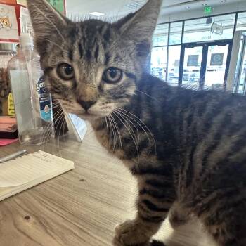 Usher -  Domestic Short Hair Cat for Adoption in Park City, Utah - Usher | PetCurious