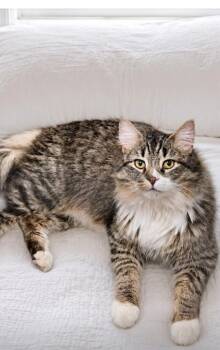Maine Coon Cats Available for Adoption in Breinigsville, Pennsylvania - Dan And Big Mike | PetCurious