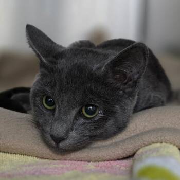 Paloma -  Domestic Short Hair Cat for Adoption in Buellton, California - Paloma | PetCurious