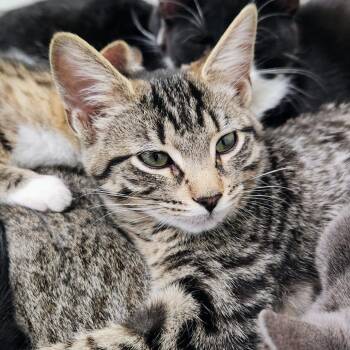 Domestic Short Hair Cats Available for Adoption - Christy | PetCurious