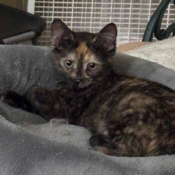 Moira -  Domestic Short Hair Cat for Adoption in Greenfield, Indiana - Moira | PetCurious