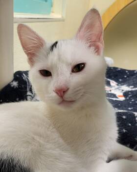 Domestic Short Hair Cats Available for Adoption - General | PetCurious