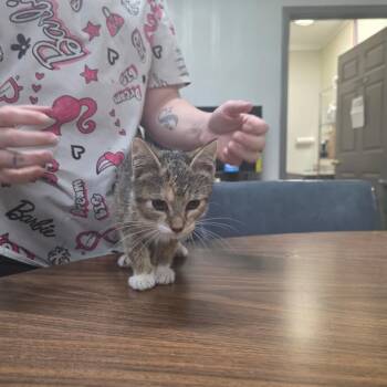 Foxie -  Domestic Short Hair Cat for Adoption in Clanton, Alabama - Foxie | PetCurious