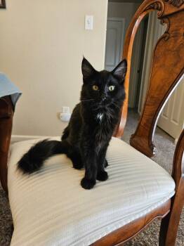 Rescue Domestic Short Hair Cats for Adoption in Grand Junction, Colorado - Adeline | PetCurious