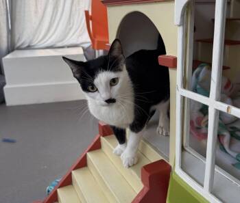 Eleven (bonded with Mike) -  Domestic Short Hair Cat for Adoption in Oakland, California - Eleven (bonded With Mike) | PetCurious