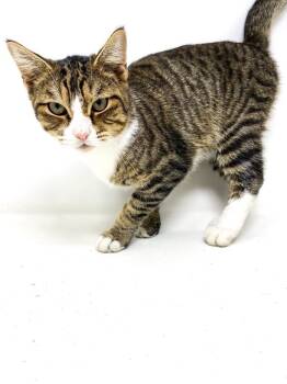 Rescue Domestic Short Hair Cats for Adoption in Scott, Louisiana - Houdini | PetCurious