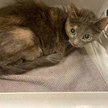 Domestic Short Hair Cats Available for Adoption in Memphis, Tennessee - CIBEL | PetCurious