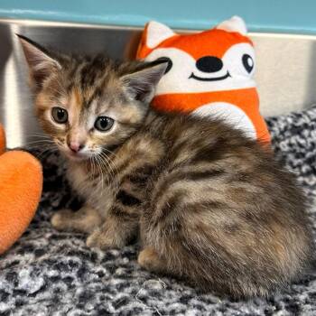 Domestic Short Hair Cats Available for Adoption in Mount Vernon, Indiana - Teddy | PetCurious