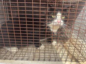 Domestic Short Hair Cats Available for Adoption in Houston, Texas - A654321 | PetCurious