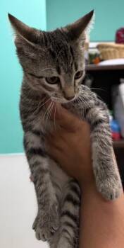Mal -  Domestic Short Hair Cat for Adoption in Belton, Texas - Mal | PetCurious