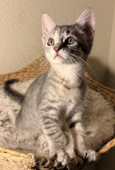 Dorothy -  Domestic Short Hair Cat Available for Adoption in Tucson, Arizona - Dorothy | PetCurious