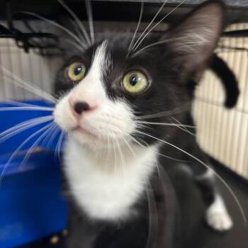 Odie -  Domestic Short Hair Cat for Adoption in Lakeland, Florida - Odie | PetCurious