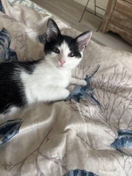 Indie -  Domestic Short Hair Cat for Adoption in Warrington, Pennsylvania - Indie | PetCurious