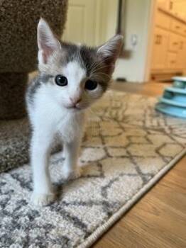 Tyler -  Domestic Short Hair Cat for Adoption in Fort Worth, Texas - Tyler | PetCurious