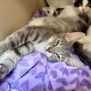 Brenton -  Domestic Short Hair Cat for Adoption in Columbia, Illinois - Brenton | PetCurious